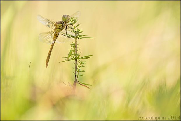 Sympetrum sp