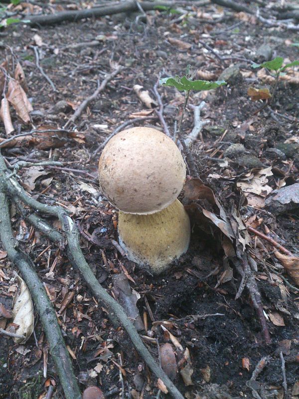 podhríb žlčový Tylopilus felleus var. alutarius (Fr.) P. Karst.