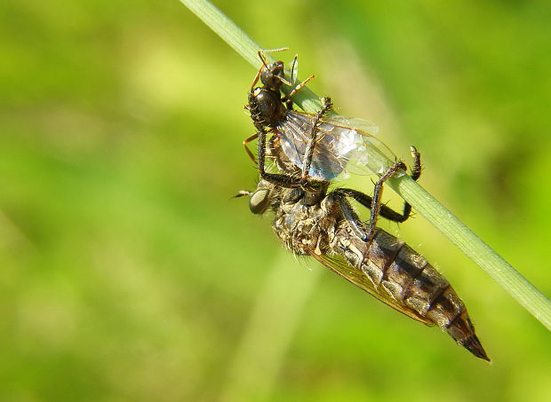 muchárka machimus sp