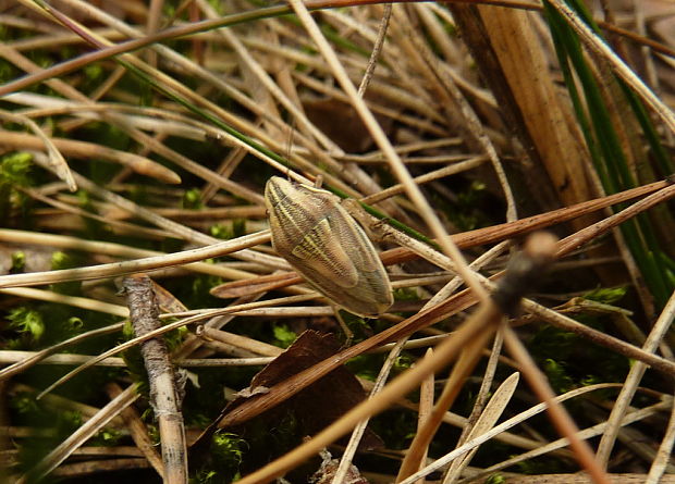 bzdocha kuželovitá Aelia acuminata