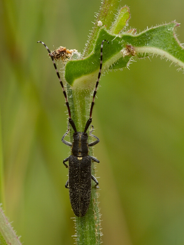 . Agapanthia cynarae