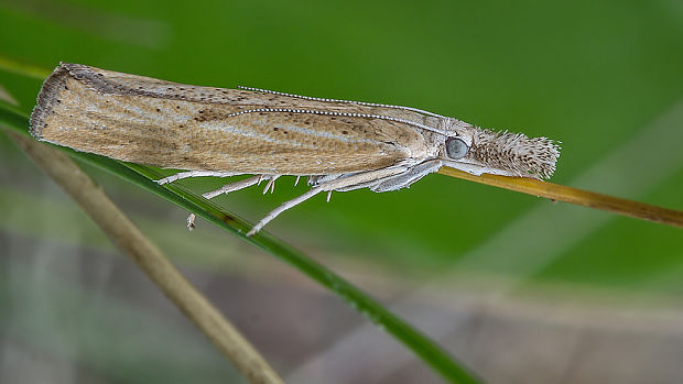 trávovec prúžkatý  Agriphila inquinatella  Denis & Schiffermüller, 1775