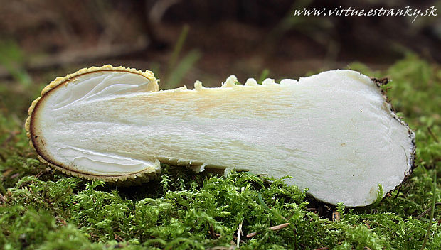 muchotrávka kráľovská Amanita regalis (Fr.) Michael