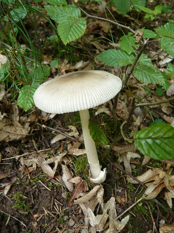 muchotrávka pošvatá Amanita vaginata (Bull.) Lam.