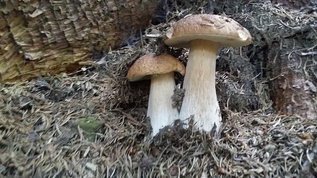 hríb smrekový  Boletus edulis var. clavipes