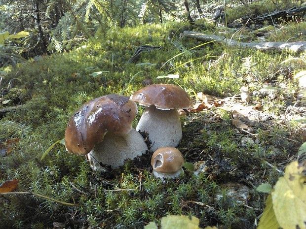 hríb smrekový Boletus edulis Bull.