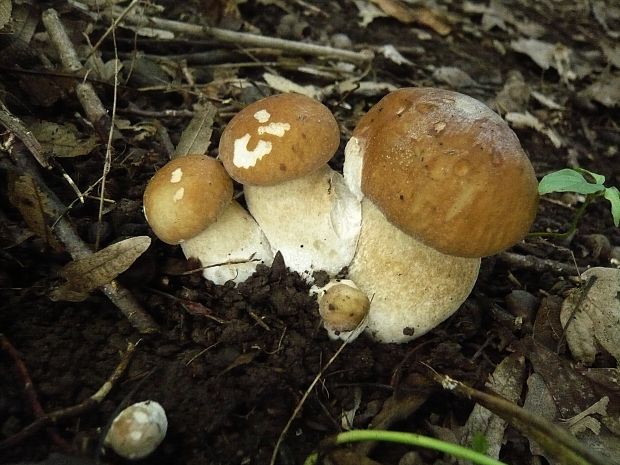 hríb dubový Boletus reticulatus Schaeff.