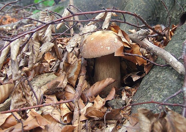 hríb dubový Boletus reticulatus Schaeff.