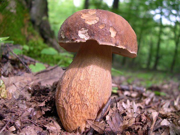 hríb dubový Boletus reticulatus Schaeff.