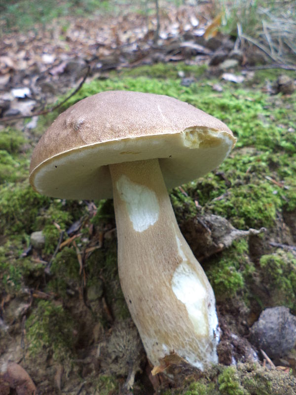 hríb Boletus sp.