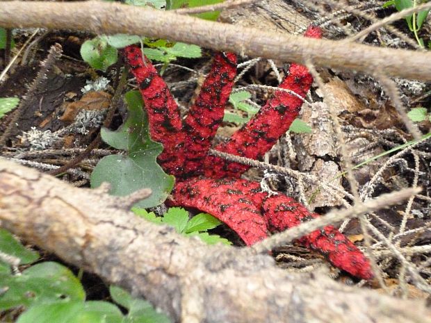 mrežovka kvetovitá Clathrus archeri (Berk.) Dring