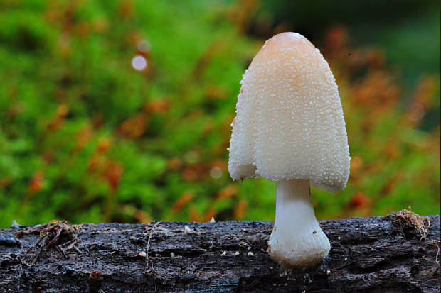 hnojník Coprinus sp.