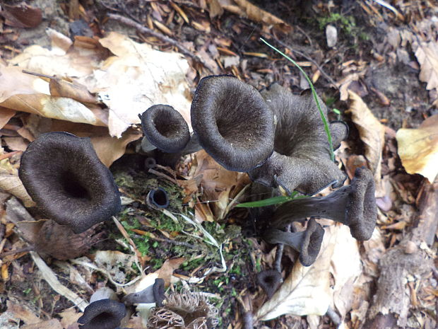 lievik trúbkovitý Craterellus cornucopioides (L.) Pers.