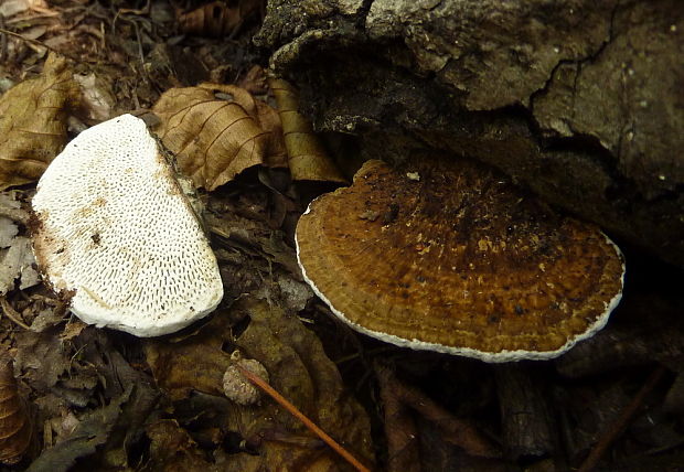 sieťkovček červenkastý Daedaleopsis confragosa (Bolton) J. Schröt.