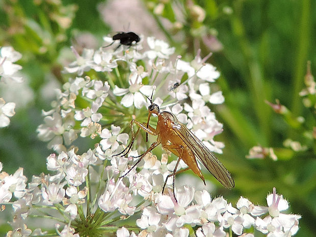 krúživka / kroužilka ♀ Empis (Xanthempis) digramma Meigen, 1835