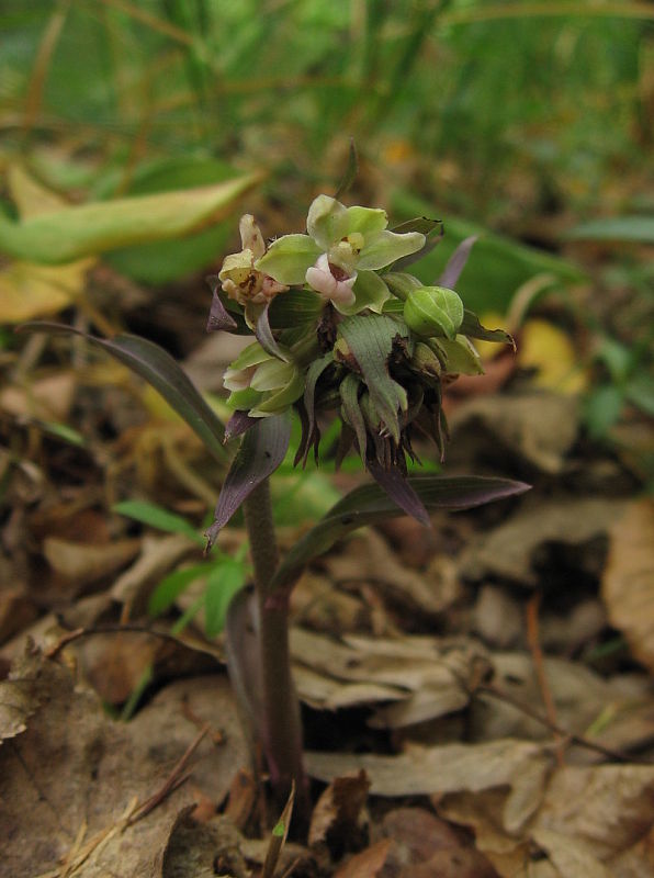 kruštík modrofialový Epipactis purpurata Sm.