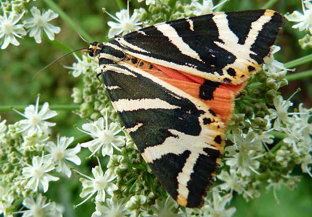 spriadač kostihojový  Euplagia quadripunctaria