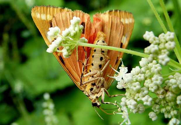 spriadač kostihojový  Euplagia quadripunctaria