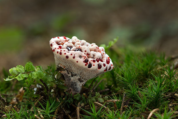 jelenkovka pálčivá Hydnellum peckii Banker