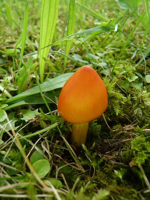 lúčnica kužeľovitá Hygrocybe conica (Schaeff.) P. Kumm.