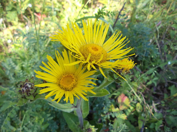 oman pravý Inula helenium L.