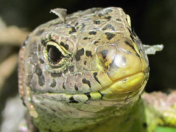 ještěrka obecná Lacerta agilis, F