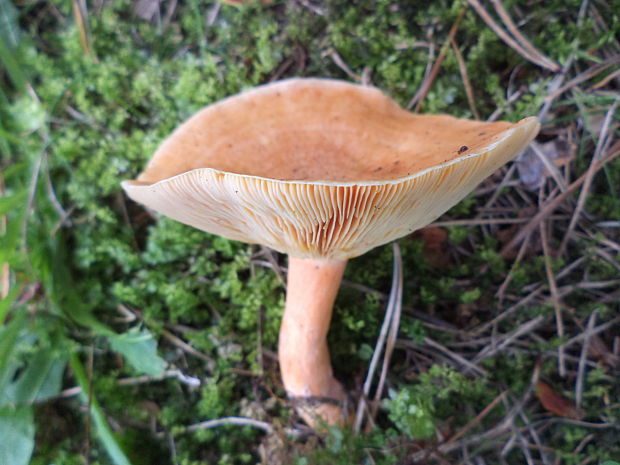 rýdzik Lactarius sp.