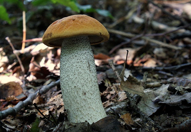 kozák osikový Leccinum albostipitatum den Bakker & Noordel.