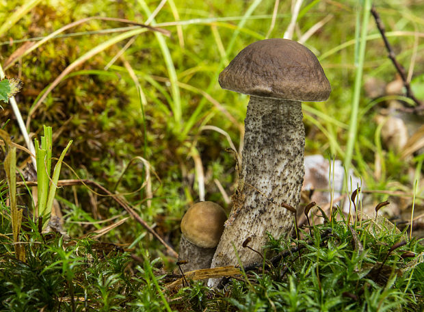 kozák hrabový Leccinum pseudoscabrum (Kallenb.) Šutara