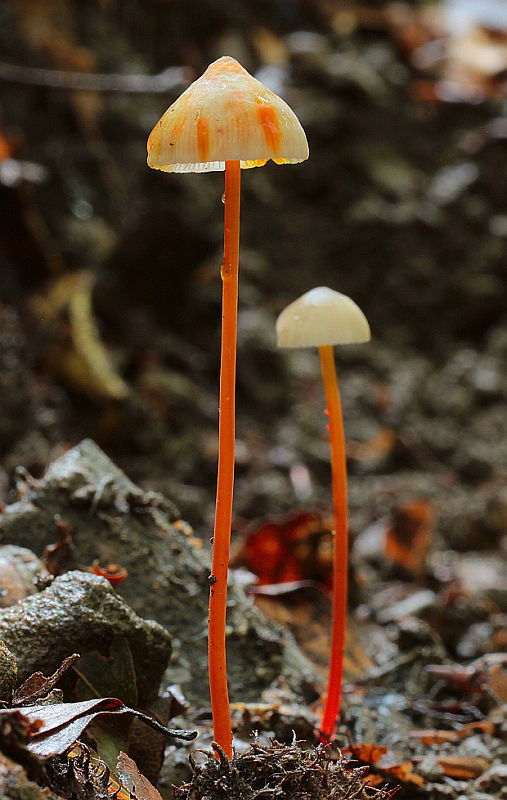 prilbička šafranová Mycena crocata (Schrad.) P. Kumm.