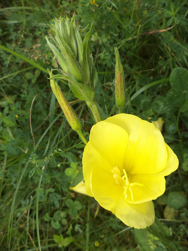 pupalka dvojročná Oenothera biennis L.