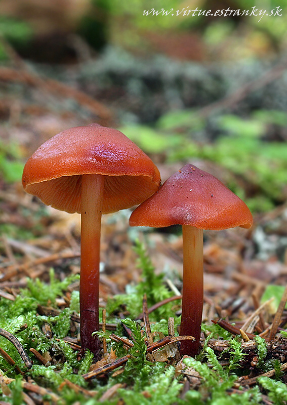 koreňovica škoricovohnedá Phaeocollybia christinae (Fr.) R. Heim