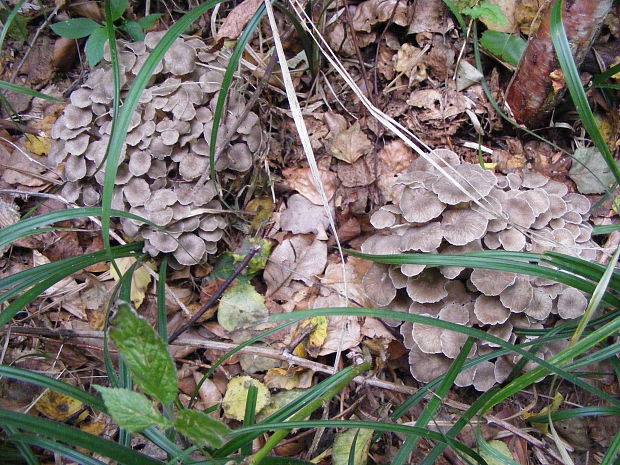 trúdnik klobúčkatý Polyporus umbellatus (Pers.) Fr.