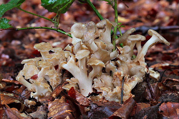 trúdnik klobúčkatý Polyporus umbellatus (Pers.) Fr.