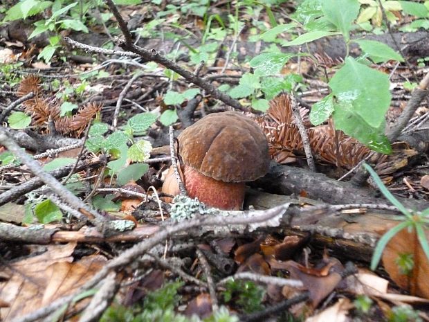 hríb zrnitohlúbikový Sutorius luridiformis (Rostk.) G. Wu & Zhu L. Yang