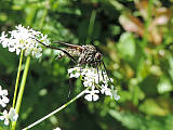 krúživka obyčajná / kroužilka běžná ♀