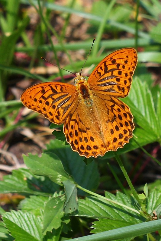 perlovec striebristopásavý Argynnis paphia