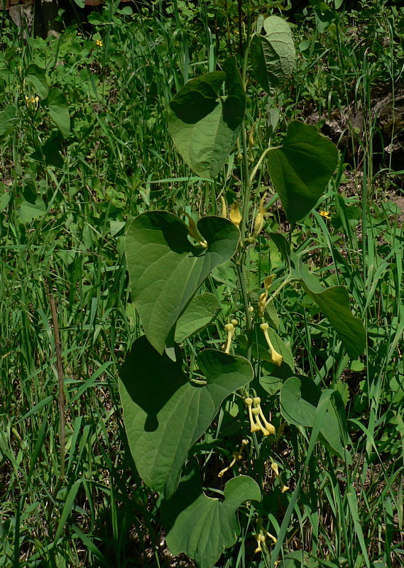 vlkovec obyčajný Aristolochia clematitis L.