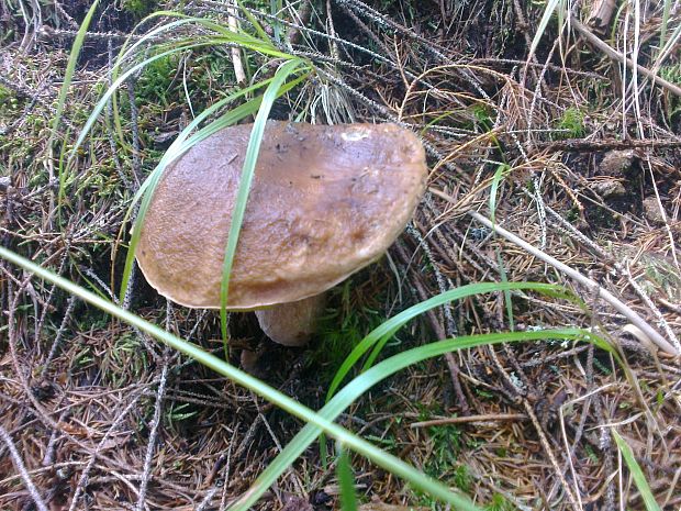 hríb smrekový Boletus edulis Bull.