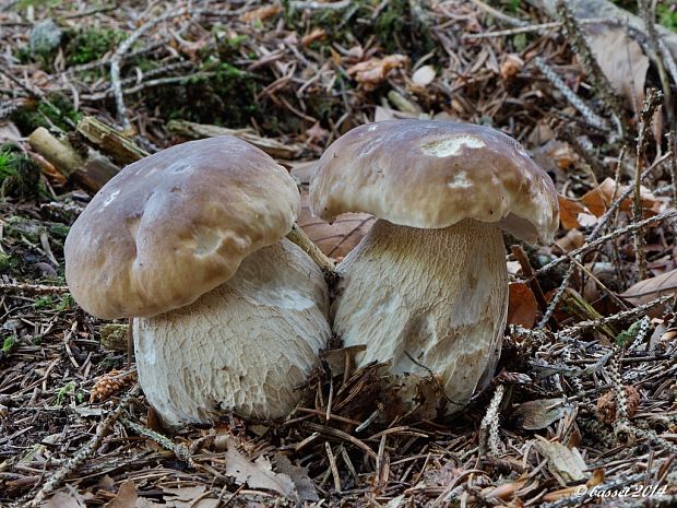 hríb smrekový Boletus edulis Bull.