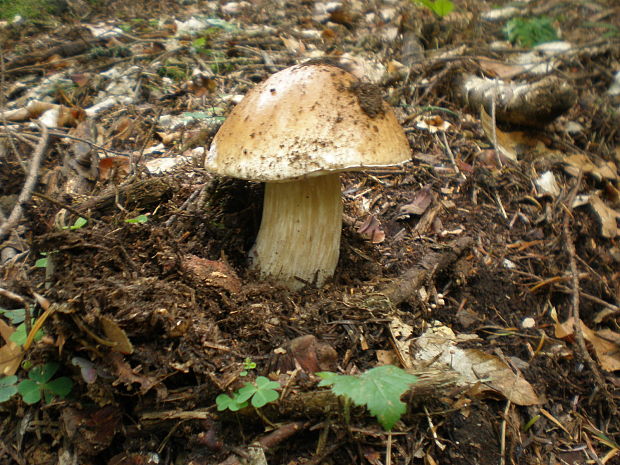 hríb smrekový Boletus edulis Bull.