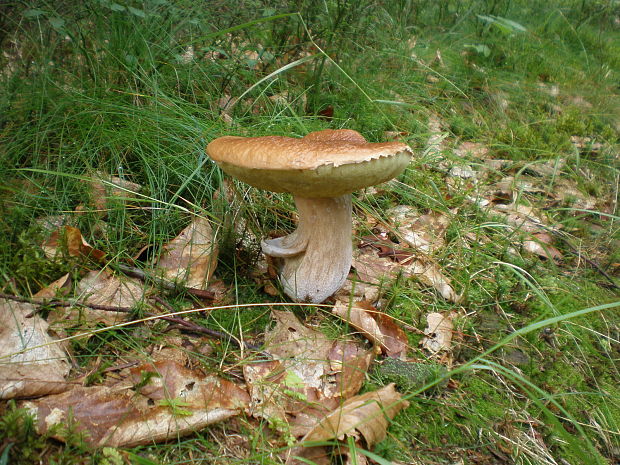 hríb smrekový Boletus edulis Bull.