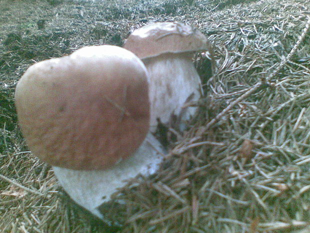 hríb smrekový Boletus edulis Bull.