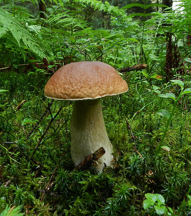 hríb smrekový Boletus edulis Bull.