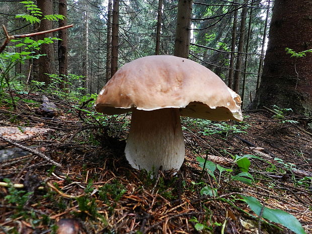 hríb smrekový Boletus edulis Bull.