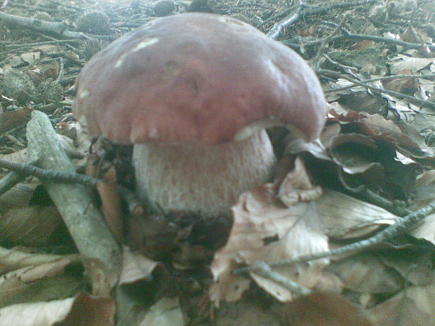 hríb dubový Boletus reticulatus Schaeff.