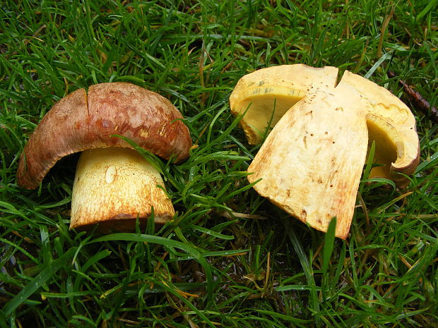 hríb príveskatý Butyriboletus appendiculatus (Schaeff. ex Fr.) Secr.