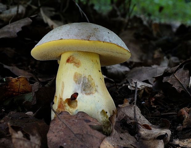 hríb striebristý Butyriboletus fechtneri (Velen.) D. Arora & J.L. Frank