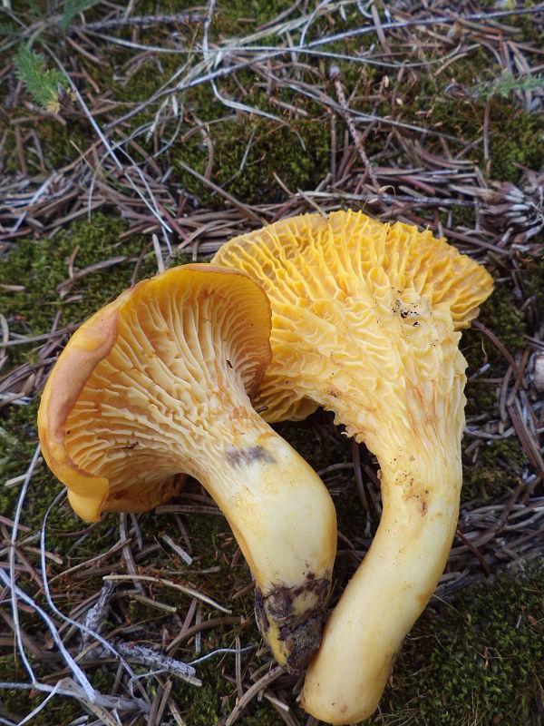 kuriatko jedlé Cantharellus cibarius Fr.