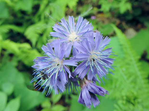 mliečivec alpínsky Cicerbita alpina (L.) Wallr.